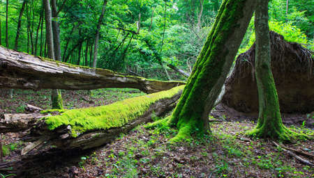 Deciduous stand of Bialowieza Forest in summer with broken trees in foreground partly declinedの写真素材