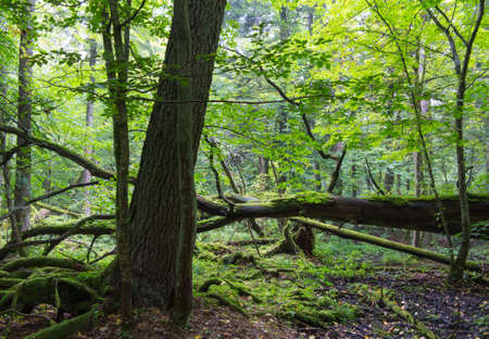 Old oak tree broken lying and old natural deciduous stand of Bialowieza Forest in backgroundの写真素材