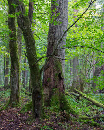 Group of old trees and old natural deciduous stand of Bialowieza Forest in backgroundの写真素材