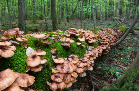 Bunch of autumnal Honey Fungus grows over mossy stumpの写真素材