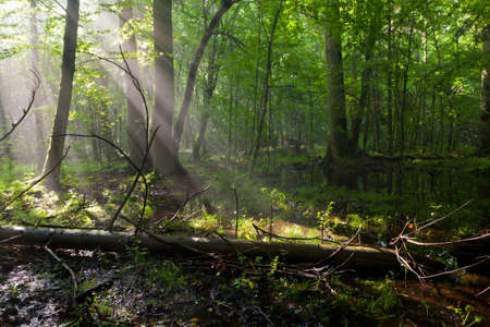 Summertime sunrise in wet deciduous stand of Bialowieza Forest with broken tree lying and standing waterの写真素材