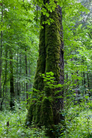Old linden tree moss wrapped in summerの写真素材