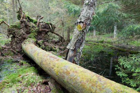 Broken pine tree trynk lying next to old birch with water in backgroundの写真素材