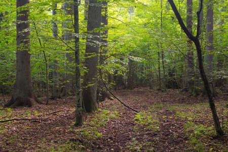 Summertime deciduous stand of Bialowieza Forest and path crossing