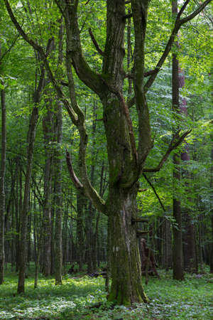 Old monumental Hornbeam Tree(Carpinus betulus) in front of juvenile deciduous stand of Bialowieza Forest in summer, Bialowieza Forest,Poland,Europeの写真素材
