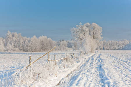 Winter landscape with trees snow wrapped by ground road and misty sunriseの写真素材