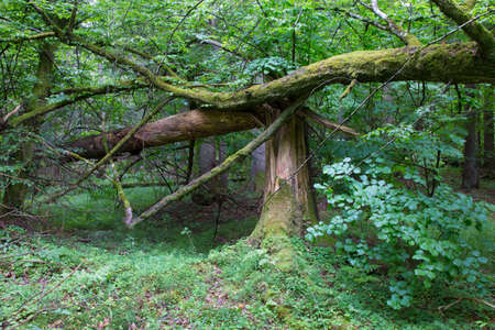Big old spruce tree broken and another one tree moss wrapped hanging over stump,Bialowieza...