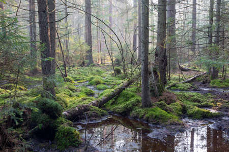 Sunbeam entering swampy coniferous forest misty morning with old spruce and pine trees