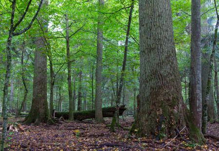 Old oaks moss wrapped in fall among juvenile stand of Bialoweza Forest,Bialowieza...