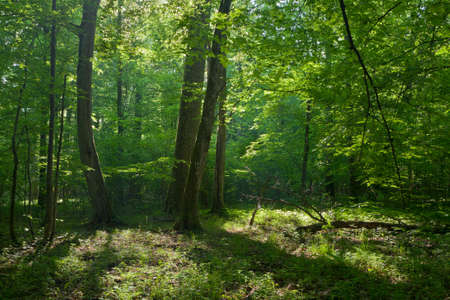 Old oask and hornbeams in natural late summer deciduous stand of Bilowieza Forest,Bialowieza...