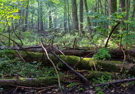 Old moss wrapped spruce tree lying and old natural deciduous stand of Bialowieza Forest in summer...