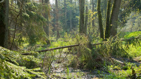 Springtime marshy stand with old alder trees and broken spruce lying,Bialowieza Forest,Poland,Europe