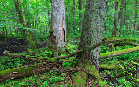 Two old dead trees and old natural deciduous stand of Bialowieza Forest in background,Bialowieza...
