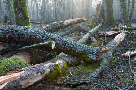 Moss and lichen wrapped tree parts in misty early spring,Bialowieza Forest,Poland,Europeの写真素材