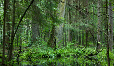 Deciduous stand of Bialowieza Forest in springtime rain after with old oak and spruce in background,Bialowieza forest,Poland,Europeの写真素材