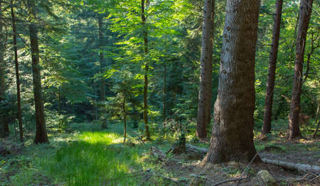 Summer sunset in Bieszczady Mountain coniferous stand with old path in foreground,Biszczady...