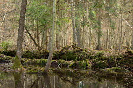 Springtime wet mixed forest with standing water and dead trees partly declined,Bialowieza...