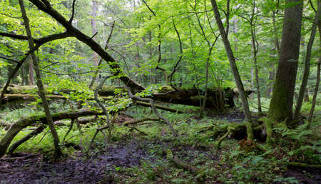 Old oak tree broken lying and old natural deciduous stand of Bialowieza Forest in background,Bialowieza Forest,Poland,Europeの写真素材