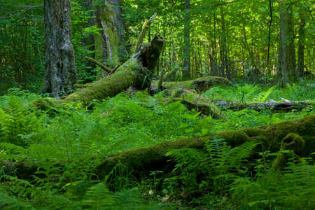 Deciduous stand of Bialowieza Forest in summer with broken trees in background partly declined,Bialowieza Forest,Poland,Europeの写真素材