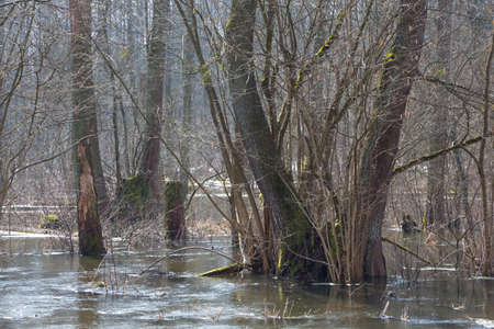 Bialowieza Forest riparian stand flooded in springtime morning,Bialowieza Forest,Poland,Europeの写真素材
