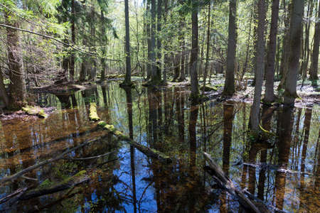 Riparian stand of Bialowieza Forest with water in sun,Bialowieza Forest,Poland,Europe