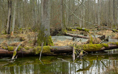 Bialowieza forest, Poland, Europeの写真素材