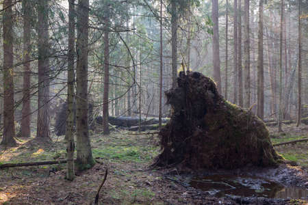 Old giant trees of Bialowieza Forest coniferous stand broken down in fall morning mist, Bialowieza...