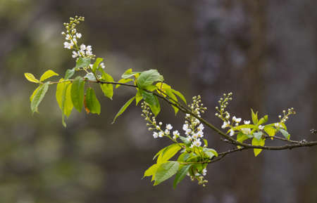 Single flowering Bird Cherry (Padus avium Mill.) branch in spring against blurry dark background