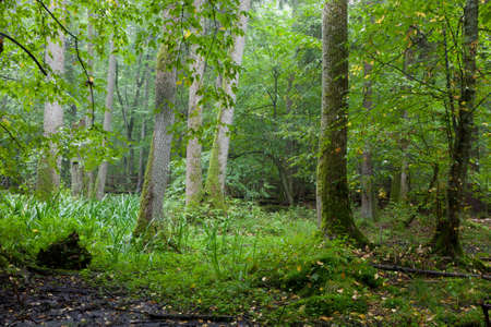 Alder-carr deciduous stand in rain with marsh and waterflag in foreground,Bialowieza...