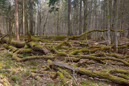 Giant oak tree moss wrapped branches lying in springtime, Bialowieza Forest, Poland, Europe