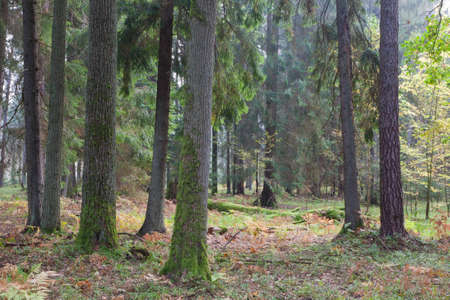 Autumnal mixed stand of Bialowieza Forest in afternoon, Bialowieza Forest, Poland, Europe