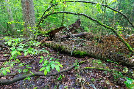 Deciduous stand rain after in summer with oak logs moss wrapped lying,Bialowieza...