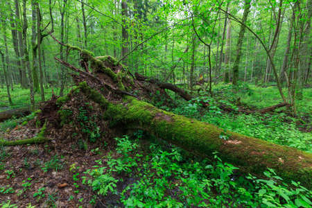 Broken moss wrapped oak lying in old deciduous stand in summer,Bialowieza Forest,Poland,Europe