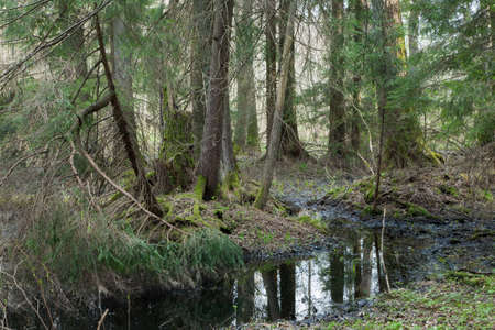 Natural coniferous stand in morning with flowing water,Bialowieza Forest,Poland,Europe