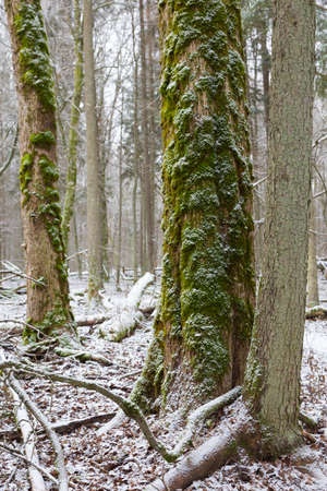 Old elm tree moss wrapped in winter,Bialowieza Forest,Poland,Europeの写真素材