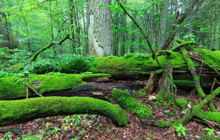 Dead oak lying moss wrapped among deciduous trees in summer,Bialowieza Forest,Poland,Europeの写真素材