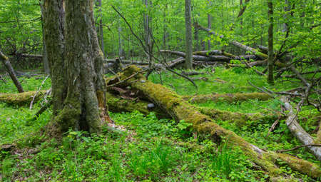 Old monumental Hornbeam Trees (Carpinus betulus) and broken trees around in deciduous stand,...