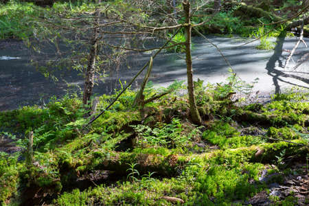 Slow stream flowing and sphagnum moss in foreground in spring,Bialowiea Forest, Poland, Europeの写真素材