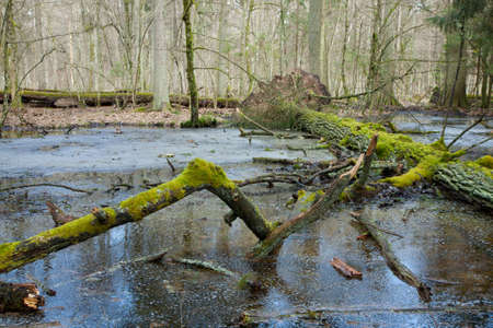 Spring landscape of old forest and broken trees lying in water,Bialowieza forest,Poland,Europeの写真素材