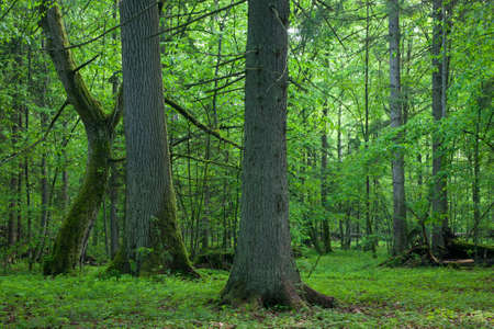 Old oak and hornbeam in natural springtime deciduous stand,Bialowieza Forest,Poland,Europeの写真素材