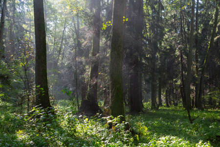 Sunbeam entering rich deciduous riparian stand in misty morning, just rain after, Bialowieza Forest, Poland, Europeの写真素材