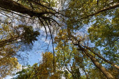 Trees against blue sky in fall, Bialowieza forest, Poland, Europe