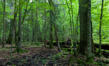 Primeval deciduous stand in summer with old oak trees and broken one in background, Bialowiea Forest, Poland, Europeの写真素材