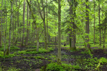 Springtime sunrise in wet deciduous stand with standing water, Bialowieza Forest, Poland, Europeの写真素材