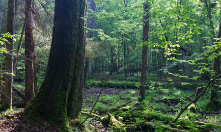 Old monumental Oak Tree(Quercus robur) in front of deciduous stand in summer, Bialowieza...