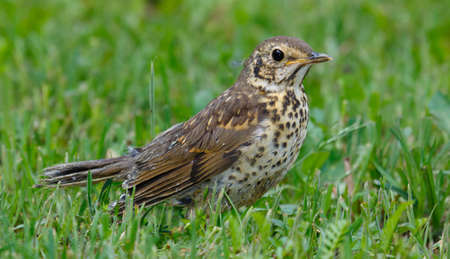 Juvenile Song Thrush (Turdus philomelos) closeup in grass, Poland, Europeの写真素材