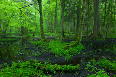 Springtime sunrise in wet deciduous stand with standing water, Bialowieza Forest, Poland, Europe