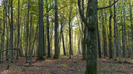 Autumnal deciduous stand in morning with old hornbeam tree trunk in foreground, Bialowieza Forest,...