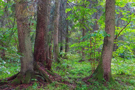 Summertime look of natural riparian stand rain after with three old alder trees in foreground,...