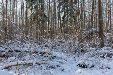 Snowfall after deciduous stand in morning with snow wrapped spruce trees mostly, Bialowieza Forest, Poland, Europeの写真素材
